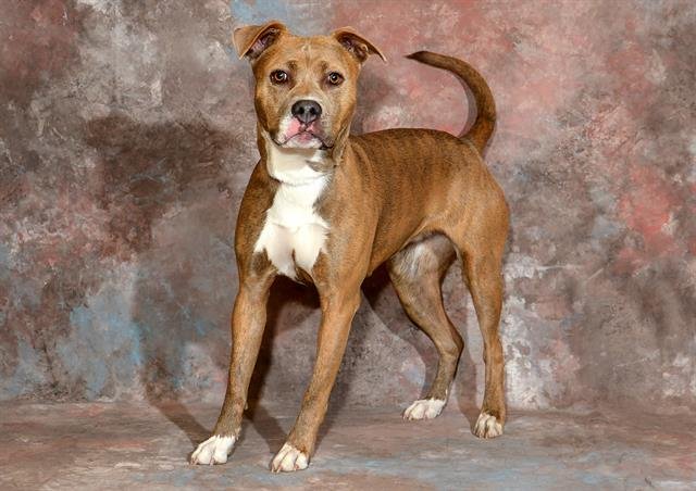 VALLEY - Pit Bull Terrier available for adoption