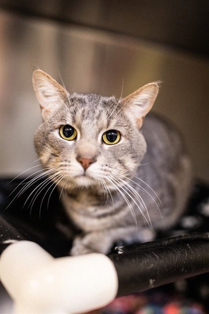 FORD F150 - Domestic Short Hair available for adoption