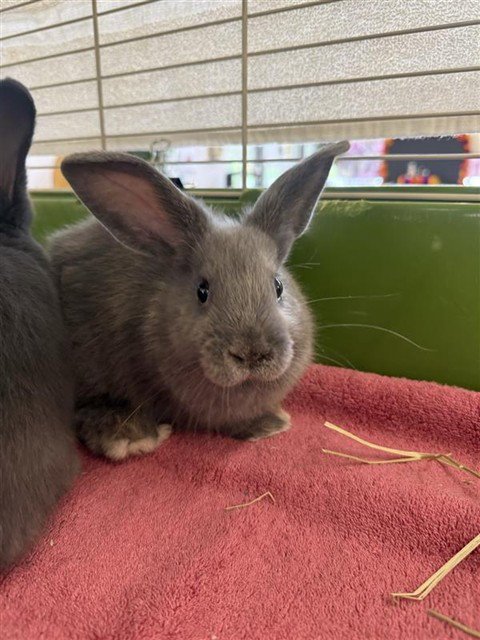 HOPKINSVILLE GOBLIN - Shorthaired Rabbit available for adoption