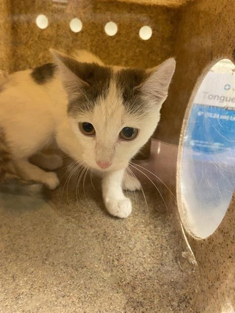 A123820 - Domestic Short Hair available for adoption