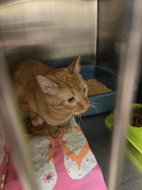 JULIUS - Domestic Short Hair available for adoption