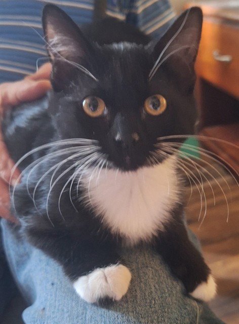 MARBEL - Domestic Short Hair available for adoption