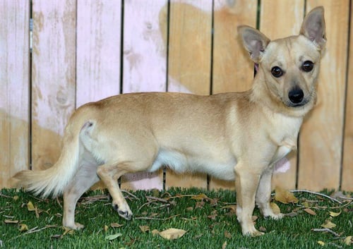 A124326 - Chihuahua / Dachshund available for adoption