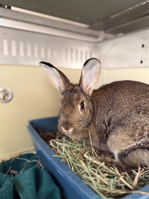BLOSSOM - Shorthaired Rabbit available for adoption