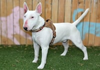 STEVE - Photo 1