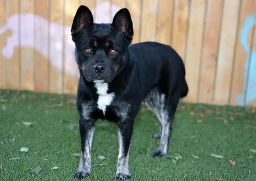 GLUEY - Chow Chow / Siberian Husky available for adoption