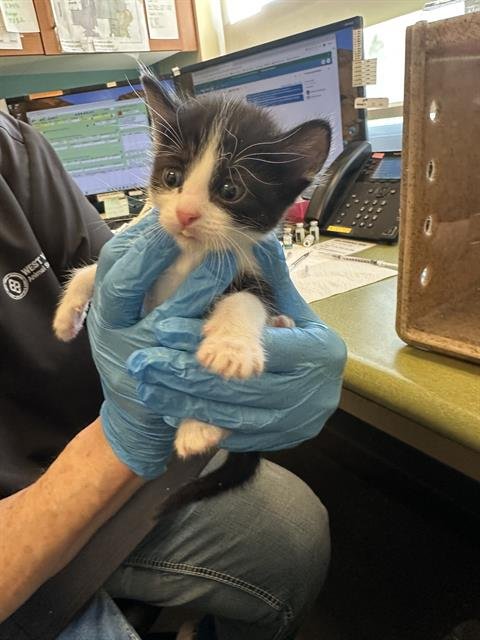 A122943 - Domestic Short Hair available for adoption