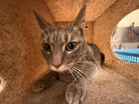 NEZI - Photo 1