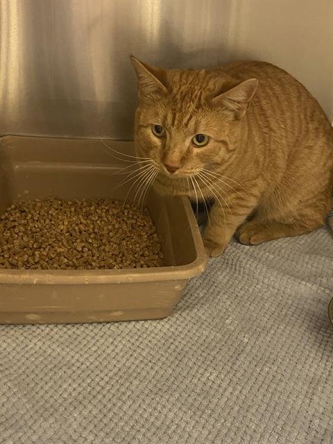 CLEMENTINE - Domestic Short Hair available for adoption