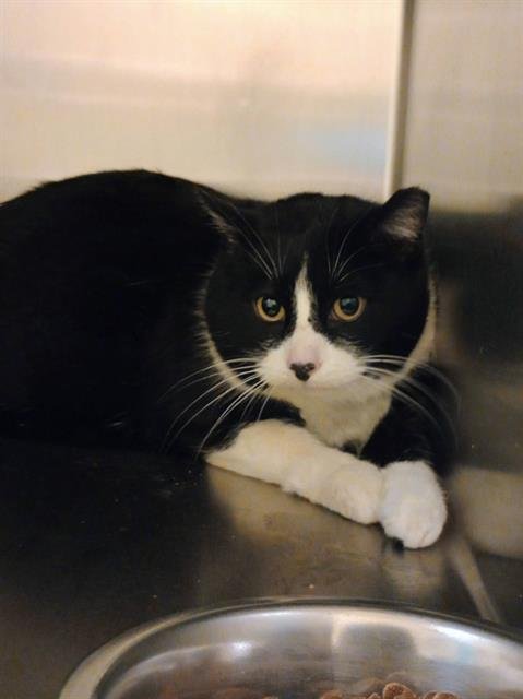 HEI HEI - Domestic Short Hair available for adoption