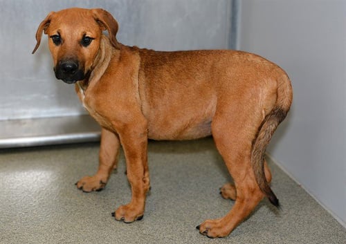 FLIM - Redbone Coonhound available for adoption