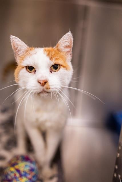 DOMINIC - Domestic Short Hair for adoption in Ogden