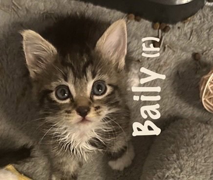 BAILEY Image
