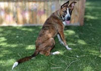 A123864 - Photo 1