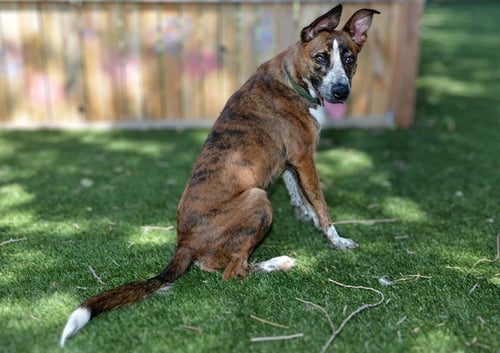 A123864 - Saluki available for adoption