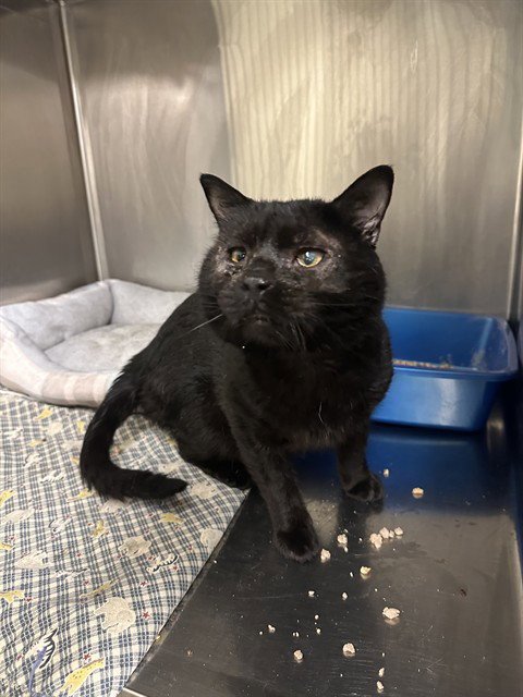 QUINTIN B SQUINTIN - Domestic Short Hair available for adoption
