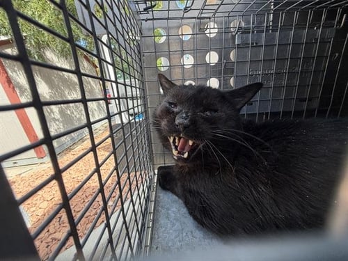 QUINTIN B SQUINTIN - Domestic Short Hair available for adoption