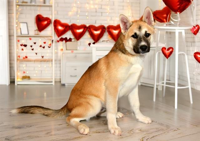 ALTO - German Shepherd Dog / Akita available for adoption