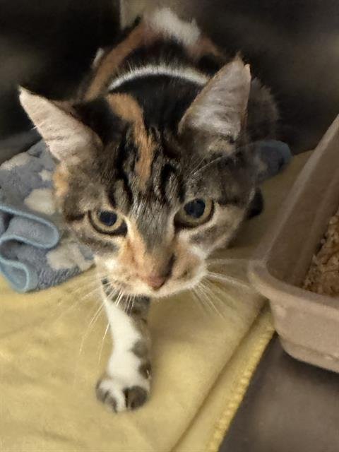 A124105 - Domestic Short Hair available for adoption