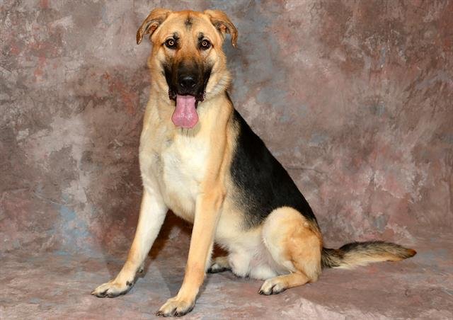 SIR BORKINGTON - German Shepherd Dog available for adoption