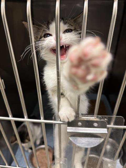 A124612 - Domestic Short Hair available for adoption