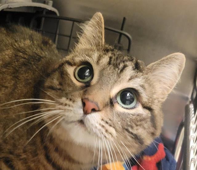 ARCANE - Domestic Short Hair available for adoption