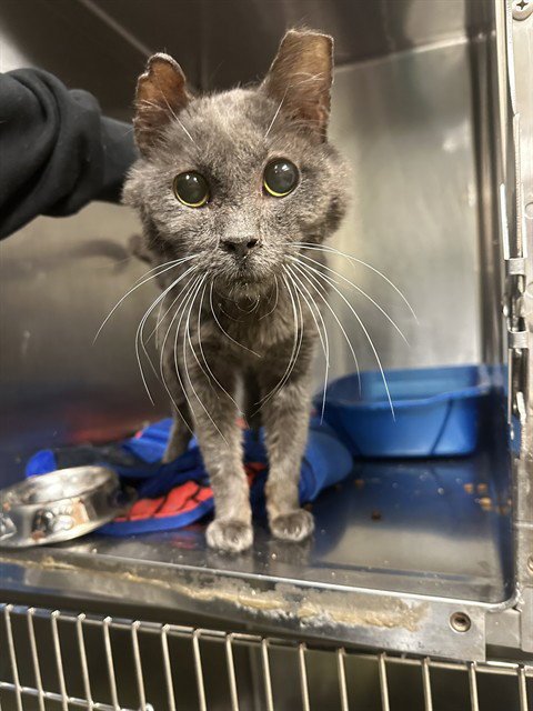 BARNABY - Domestic Short Hair available for adoption