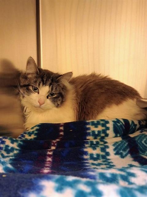 HAZE - Domestic Long Hair available for adoption