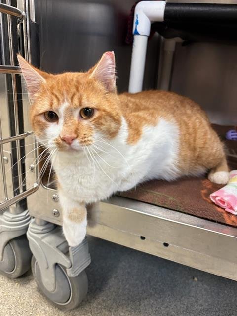 GHIRARDELLI - Domestic Short Hair available for adoption