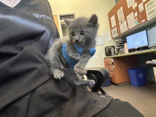 A122942 - Domestic Short Hair available for adoption