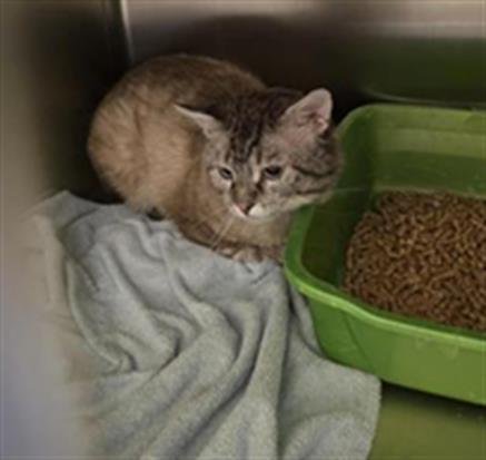 HICCUP - Siamese for adoption in Ogden