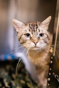 HICCUP - Photo 1