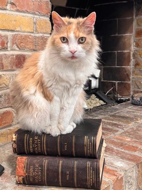 SUZY - Domestic Long Hair for adoption in Ogden