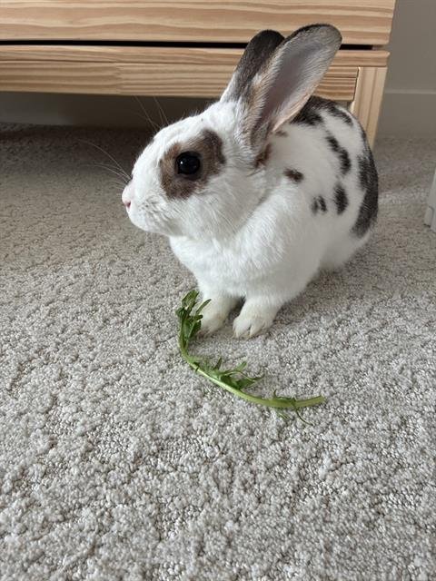 BUBBLES - Shorthaired Rabbit available for adoption