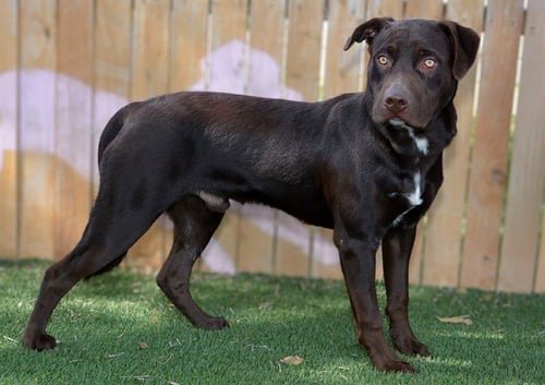 BEANS - Labrador Retriever available for adoption