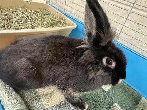 GOATMAN - Shorthaired Rabbit available for adoption