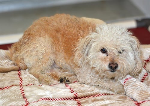A123928 - Shih Tzu / Poodle (Miniature) available for adoption
