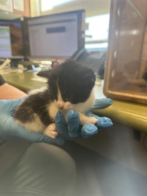 A122944 - Domestic Short Hair available for adoption