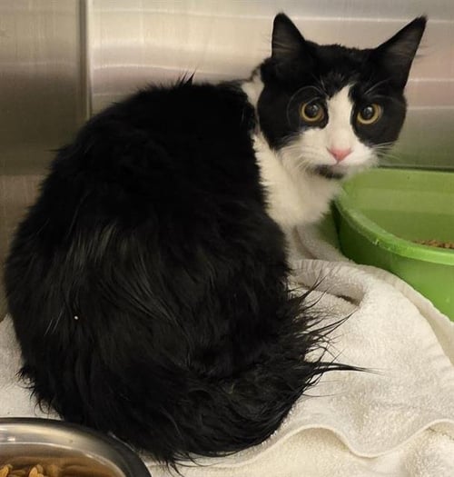 A124519 - Domestic Long Hair available for adoption
