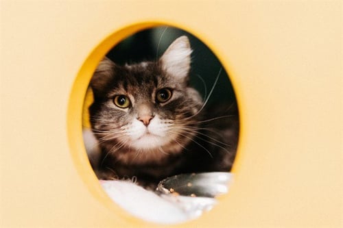 MALIBU - Domestic Long Hair available for adoption