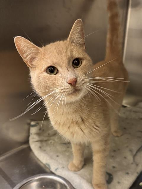 GREGORY PUMPKINSEED - Domestic Short Hair available for adoption