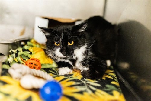 TALLULAH RUE - Domestic Short Hair available for adoption