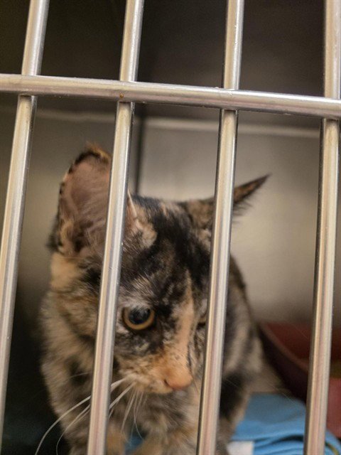A124060 - Domestic Short Hair available for adoption