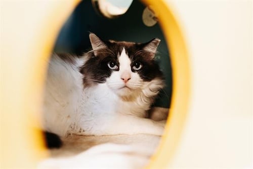 TALKIN TOM - Snowshoe for adoption in Ogden