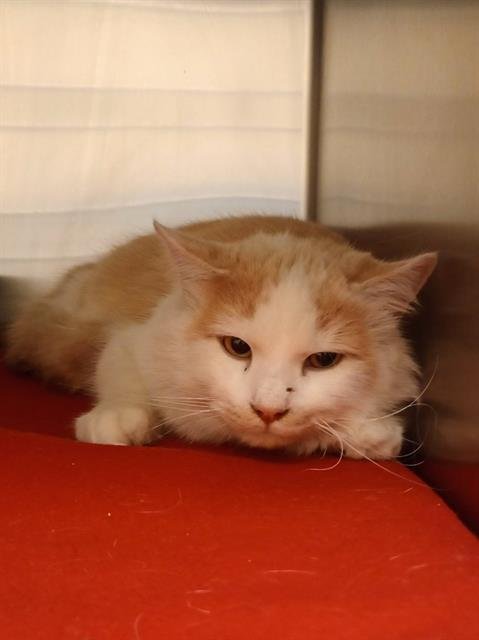 A120377 - Domestic Long Hair available for adoption