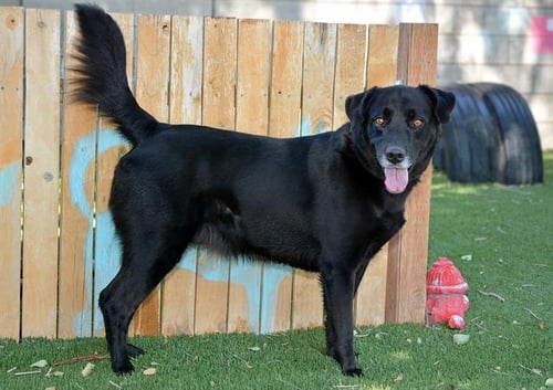 GOOD OL' SPORT - Labrador Retriever available for adoption