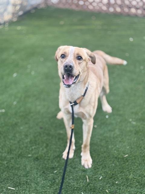 HANSON - Labrador Retriever available for adoption