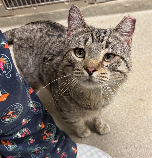 SCRAPPY - Domestic Short Hair available for adoption