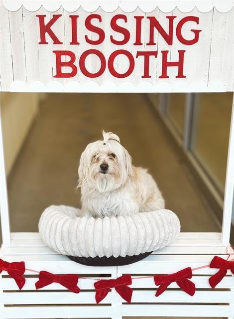 SHELDON - Maltese available for adoption