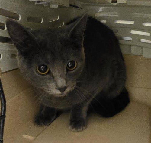 A124623 - Domestic Short Hair available for adoption
